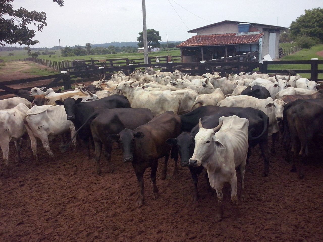 Capacitação da equipe ajuda a melhorar índice de prenhez em fazenda do MT