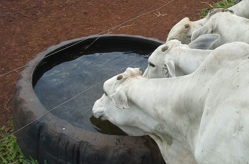 Oferecer água de qualidade para o gado é o primeiro passo para garantir o bem-estar animal