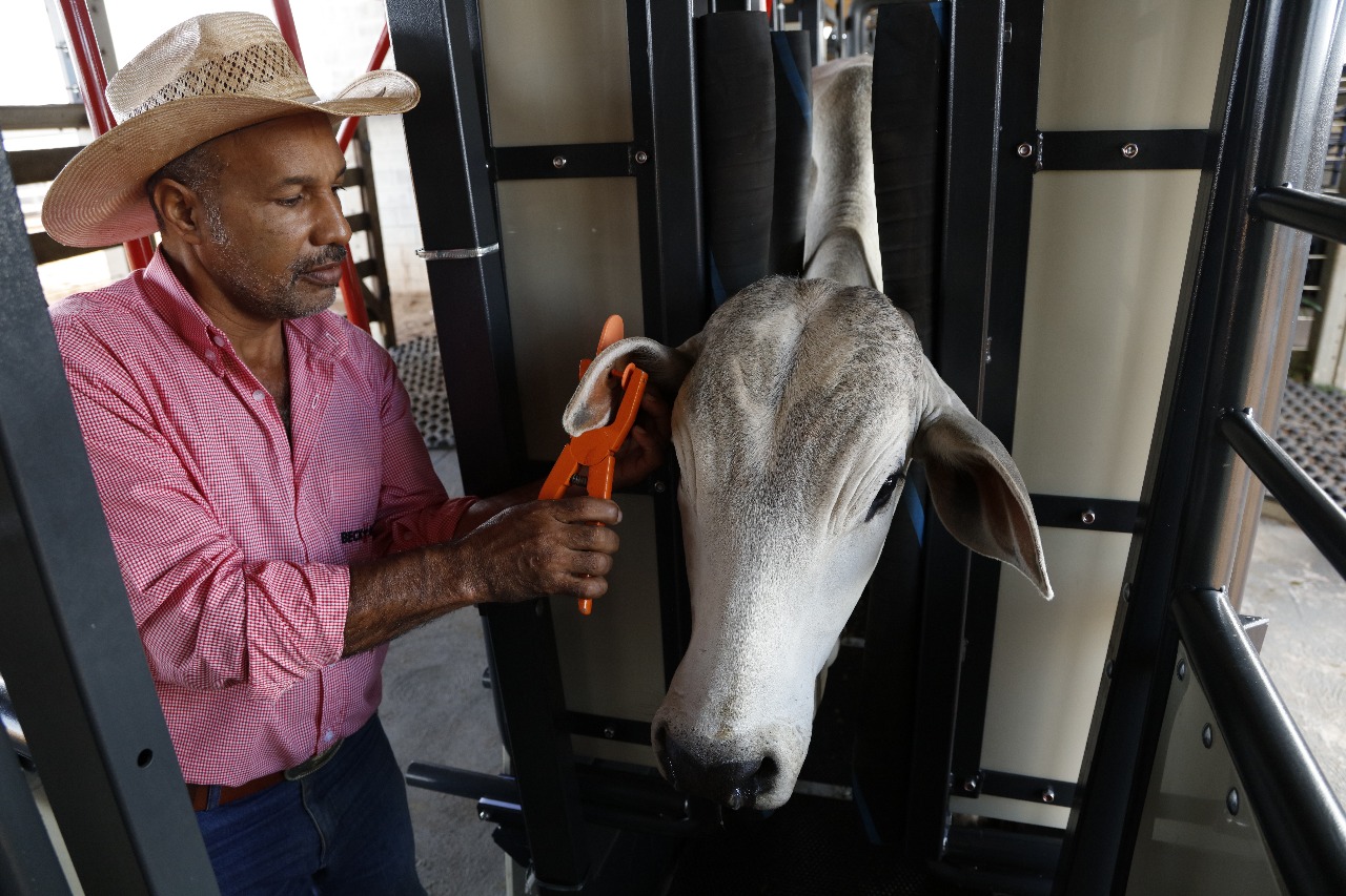 Aplicação de brincos exige atenção e cuidado
