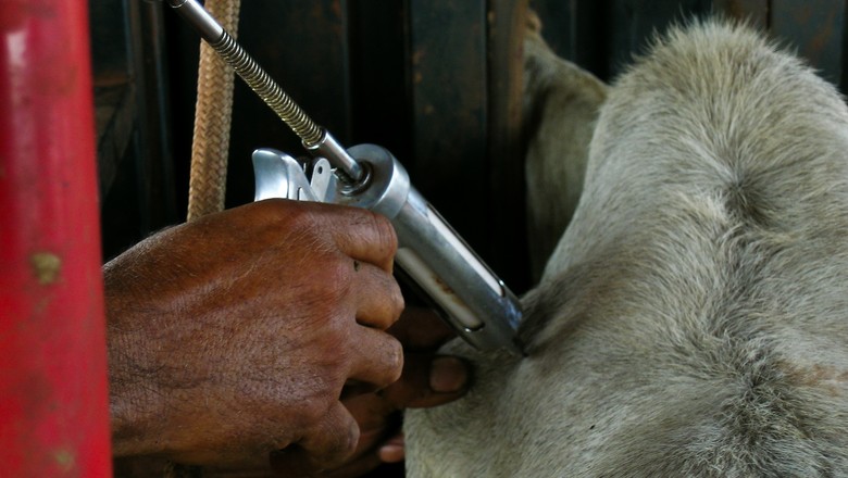 Manejo calmo e sem pressa melhora resposta do rebanho à vacinação