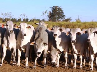 O temperamento bovino e o impacto no bem-estar animal e humano – parte 2