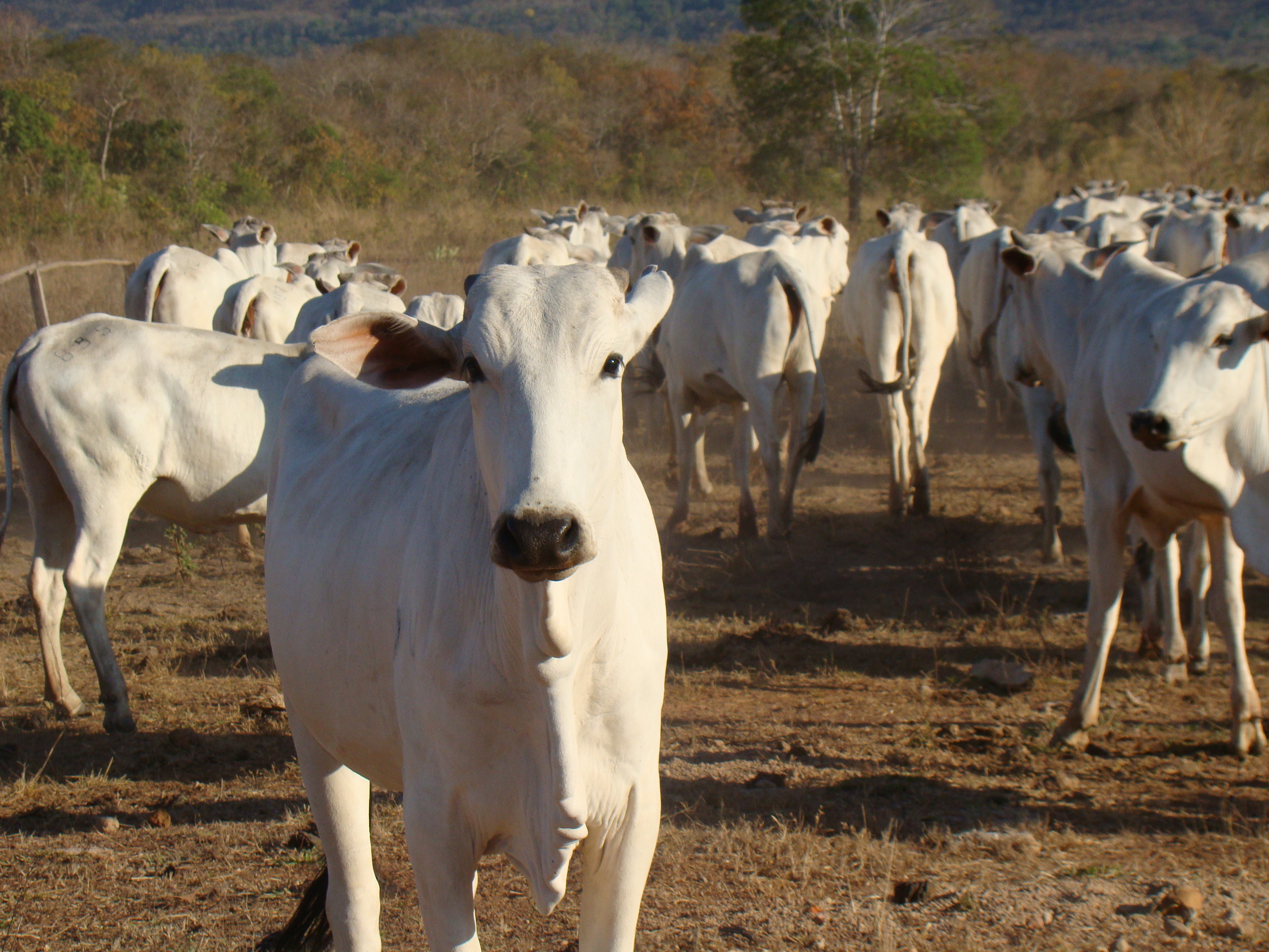 O temperamento bovino e o impacto no bem-estar animal e humano