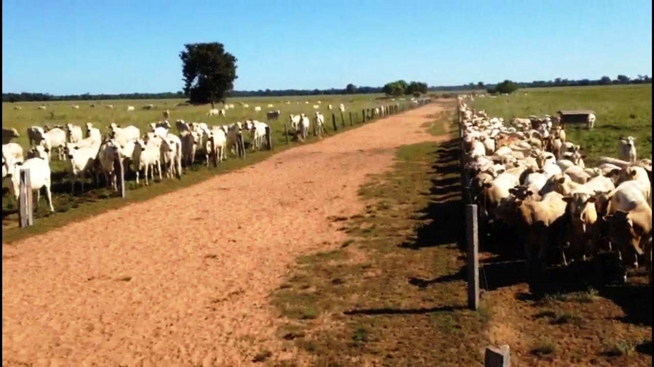 Desmama lado a lado: como fazer um manejo de sucesso?
