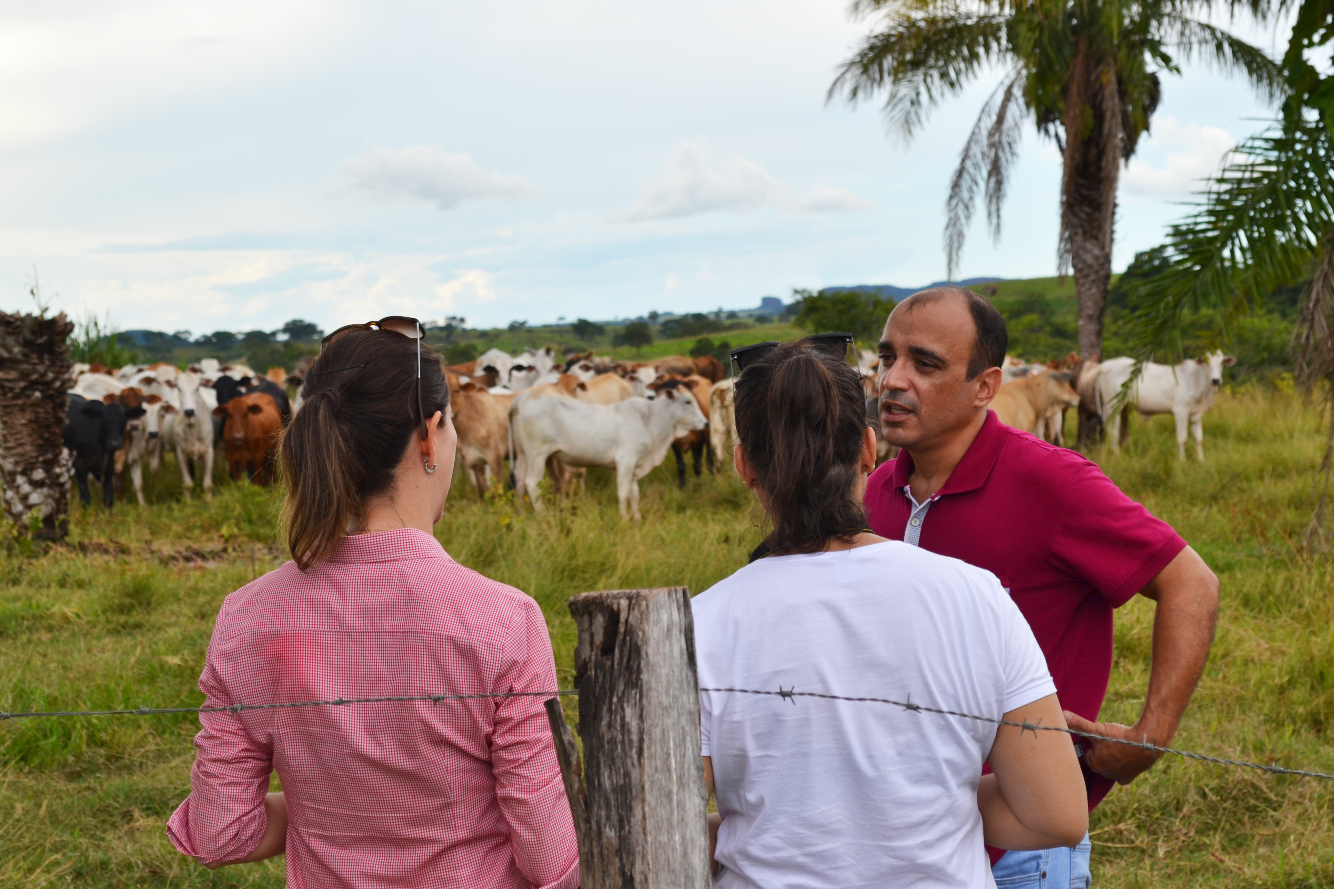 Sucessão familiar: como lidar com o tema na pecuária 