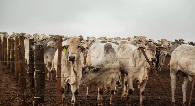 Confinamento de boi aumentou no Brasil, mostra levantamento