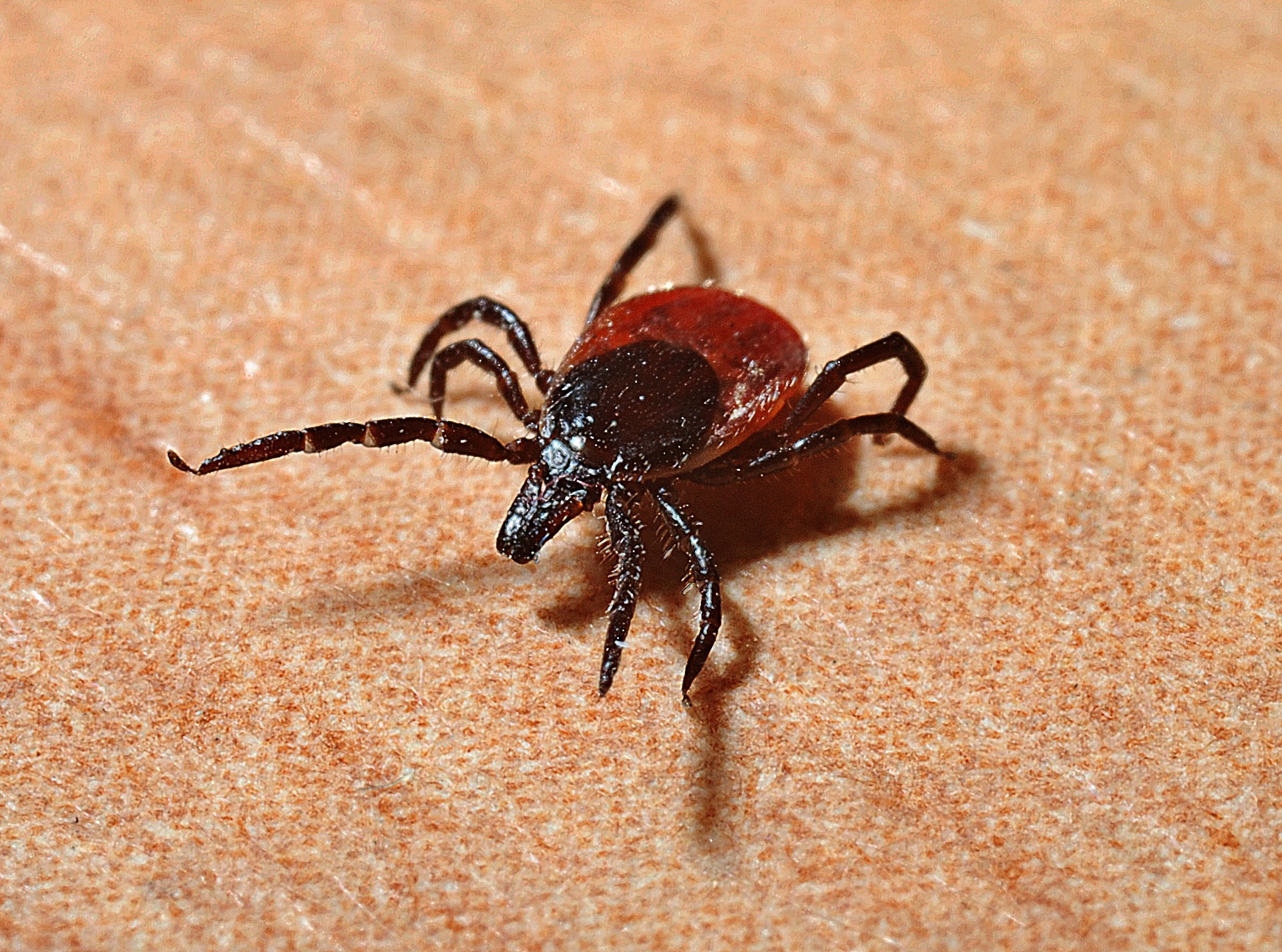USP divulga pesquisa sobre resistência de carrapato bovino a pesticida