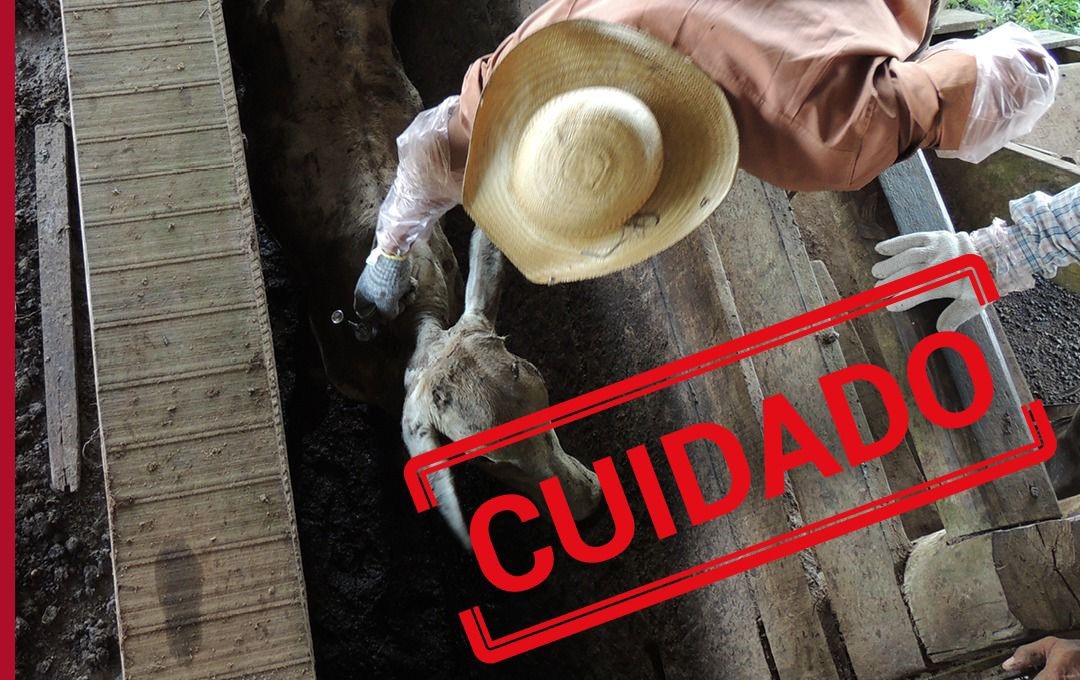 Lesões nos bovinos geram prejuízo à atividade pecuária