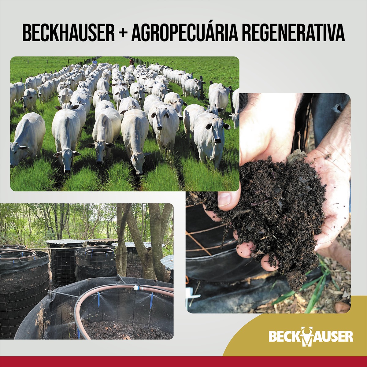 Agropecuária regenerativa: boas práticas que trazem eficiência produtiva e redução de custos!