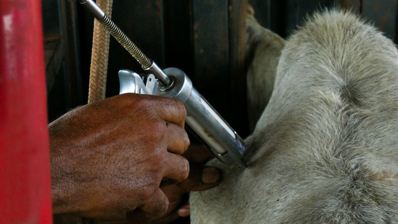 Brete de contenção e manejo adequado garantem melhor processo de vacinação e bem-estar animal