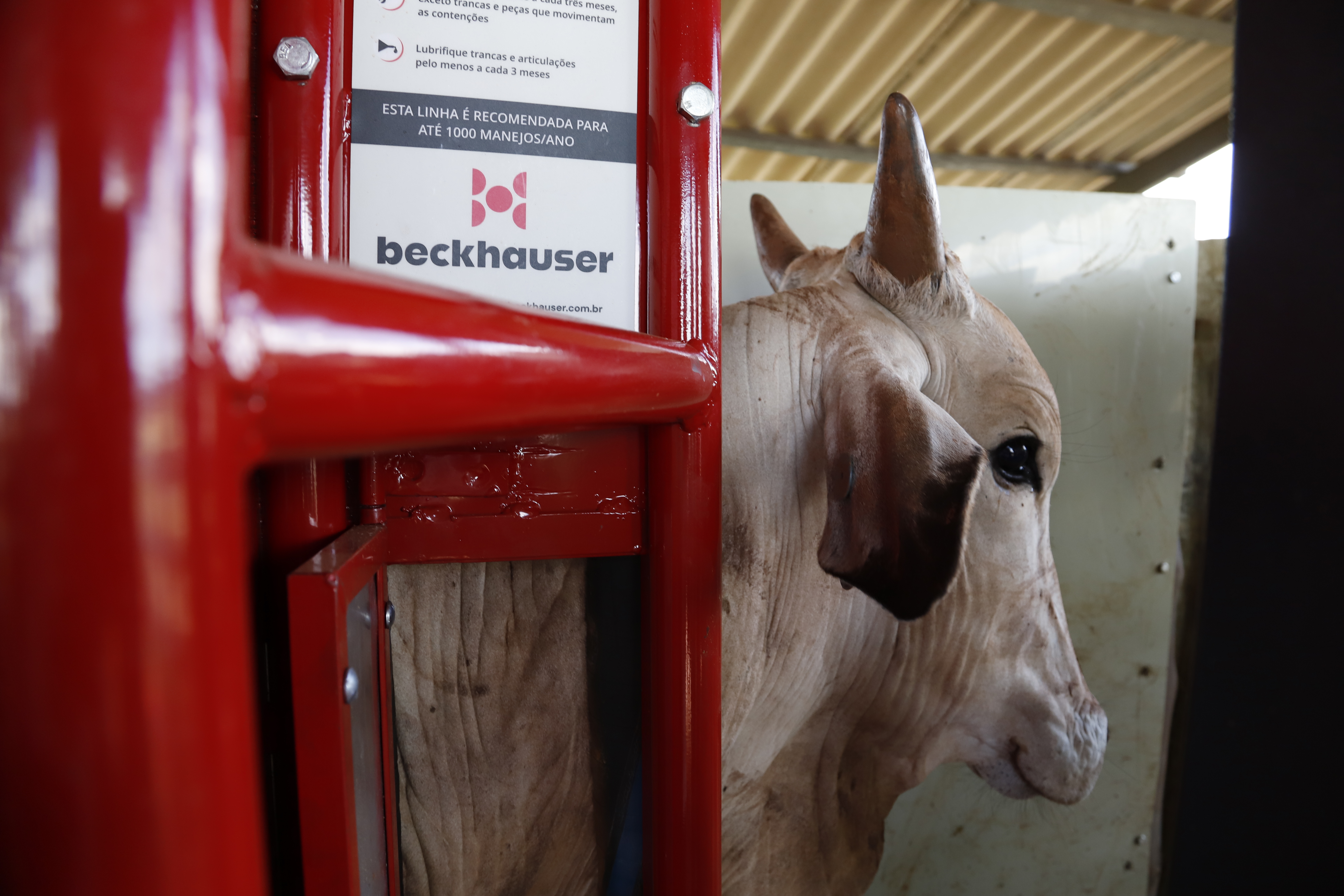 Beckhauser cria primeiro equipamento de contenção bovina do mercado com foco na necessidade do pequeno produtor