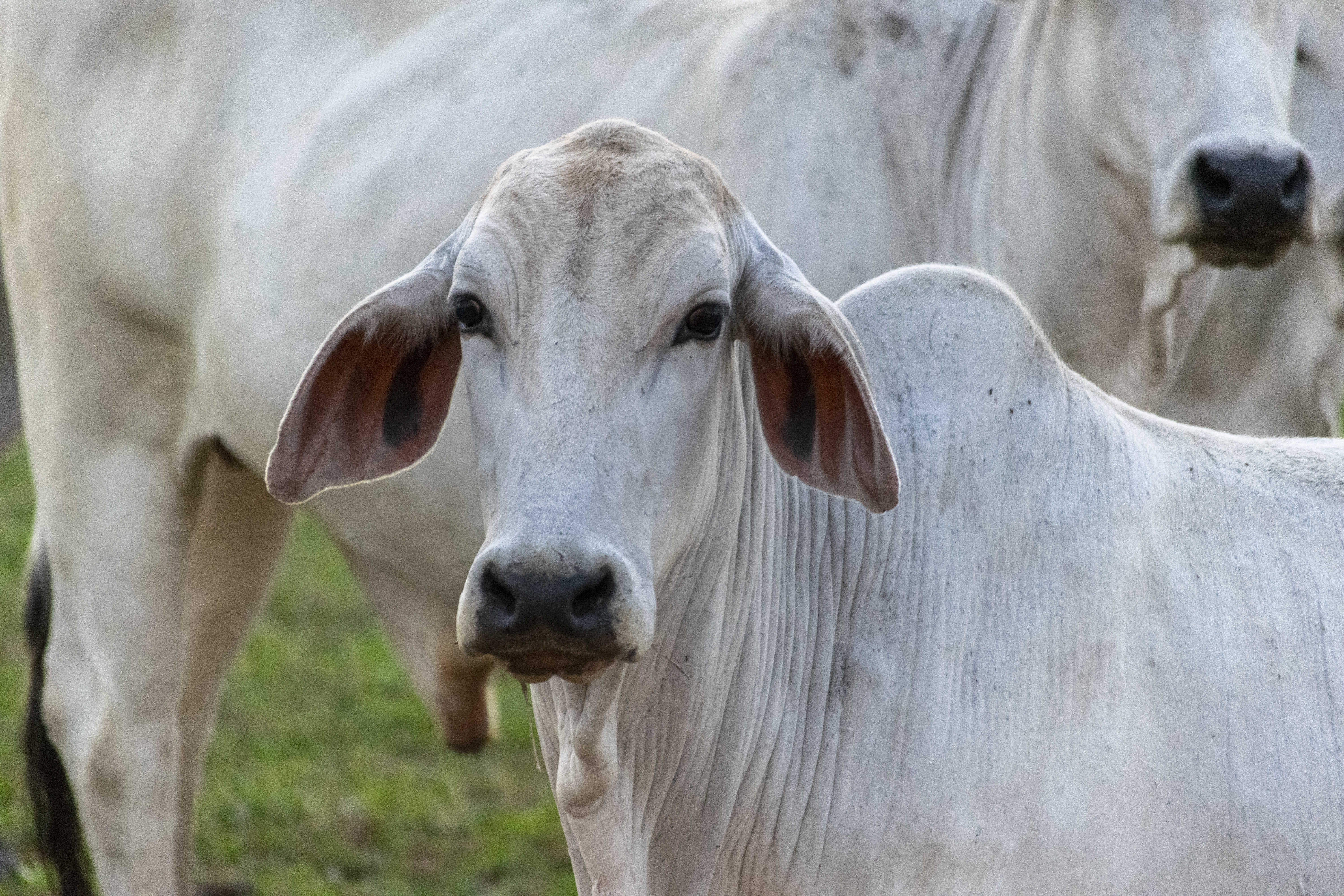 Equipamentos de contenção ganham papel estratégico no manejo da pecuária de Rondônia