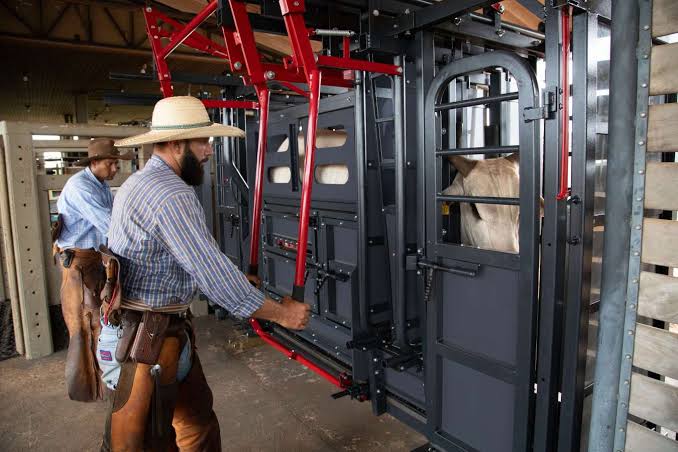 Contenção bovina adequada aumenta segurança, bem-estar e eficiência na pecuária